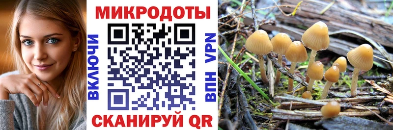 как найти закладки  Щигры  Галлюциногенные грибы Psilocybe 
